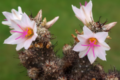 Mammillaria yaquensis