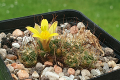 Mammillaria surculosa