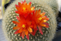 Notocactus haselbergii