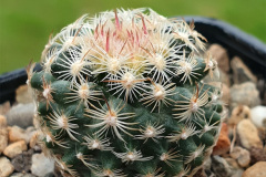 Pediocactus simpsonii