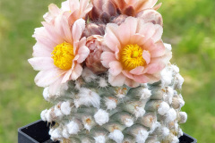 Pediocactus winkleri