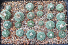 Strombocactus disciformis