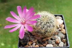 Sulcorebutia tarabucoensis ssp. patriciae