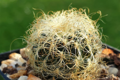 Sulcorebutia tarabucoensis ssp. patriciae