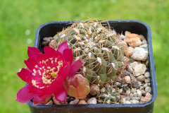 Sulcorebutia frankiana VZ 308a