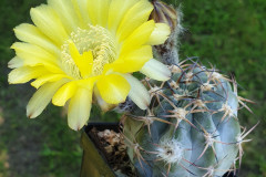 Acanthocalycium glaucum P394