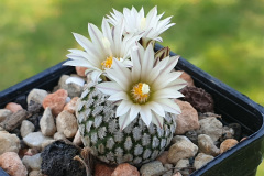 Turbinicarpus pseudopectinatus
