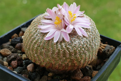 Yavia cryptocarpa