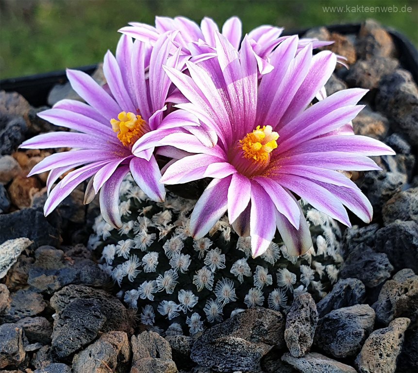 Turbinicarpus valdezianus