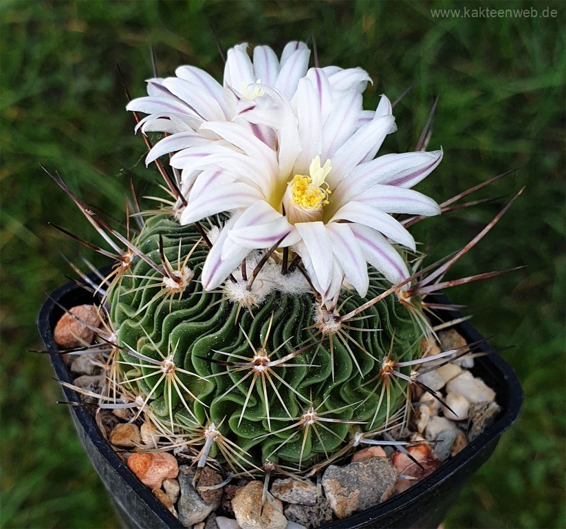 Echinofossulocactus zacatecasensis