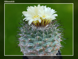Strombocactus corregidorae