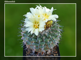 Strombocactus corregidorae