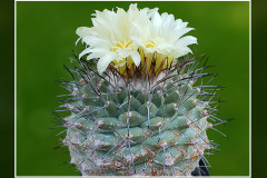 Strombocactus corregidorae