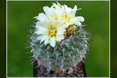 Strombocactus corregidorae