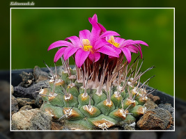 Strombocactus disciformis subsp. esperanzae