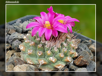 Strombocactus disciformis subsp. esperanzae