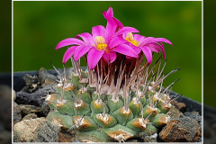 Strombocactus disciformis subsp. esperanzae