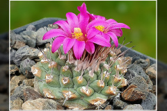 Strombocactus disciformis subsp. esperanzae