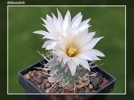 Strombocactus disciformis subsp. jarmilae