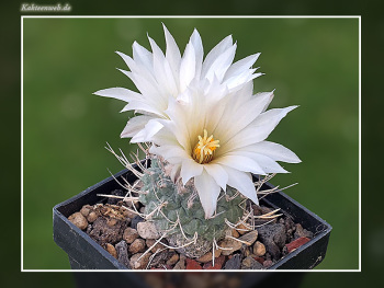 Strombocactus disciformis subsp. jarmilae