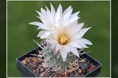 Strombocactus disciformis subsp. jarmilae