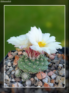 Strombocactus disciformis