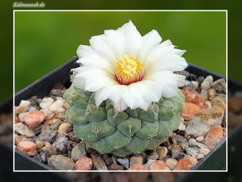 Strombocactus disciformis