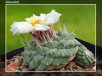 Strombocactus disciformis