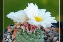 Strombocactus disciformis