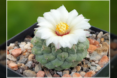 Strombocactus disciformis
