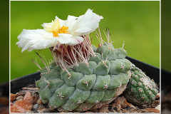 Strombocactus disciformis