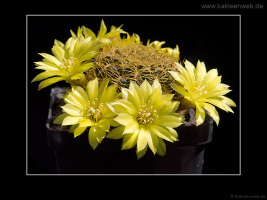 Sulcorebutia candiae