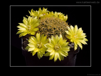 Sulcorebutia candiae