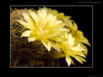 Sulcorebutia candiae