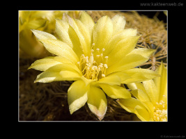 Sulcorebutia candiae