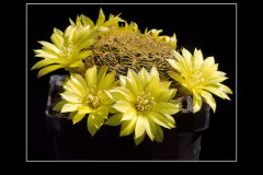 Sulcorebutia candiae