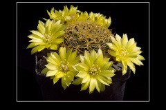 Sulcorebutia candiae