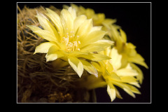 Sulcorebutia candiae