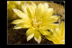 Sulcorebutia candiae