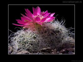 Sulcorebutia hertusii