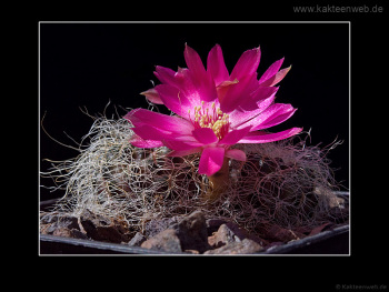 Sulcorebutia hertusii