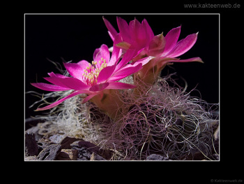 Sulcorebutia hertusii