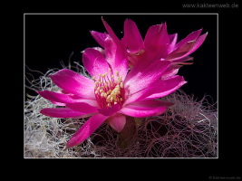 Sulcorebutia hertusii