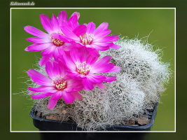 Sulcorebutia hertusii KK 2005