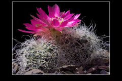 Sulcorebutia hertusii