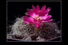 Sulcorebutia hertusii