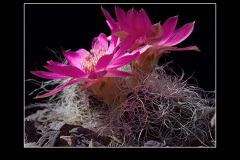 Sulcorebutia hertusii