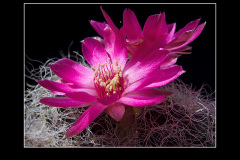 Sulcorebutia hertusii