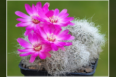 Sulcorebutia hertusii KK 2005