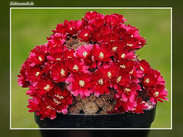 Sulcorebutia markusii subsp. tintiniensis HS 57